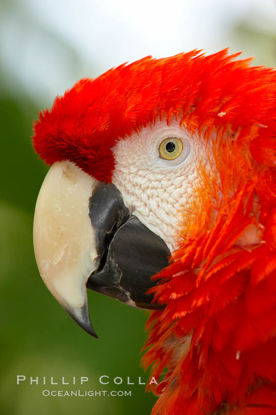 Scarlet macaw., Ara macao, natural history stock photograph, photo id 12541