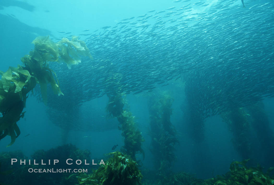 Schooling baitfish and Macrocystis pyrifera kelp. San Clemente Island, California, USA, natural history stock photograph, photo id 00306