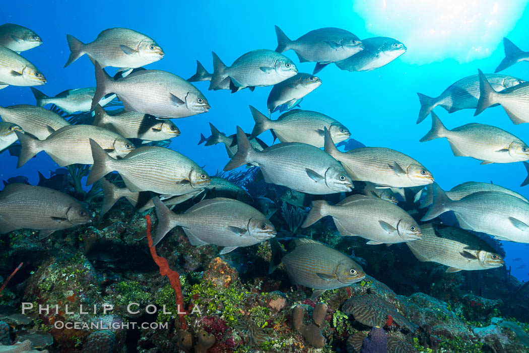 Schooling fish over coral reef, Grand Cayman Island. Cayman Islands, natural history stock photograph, photo id 32053