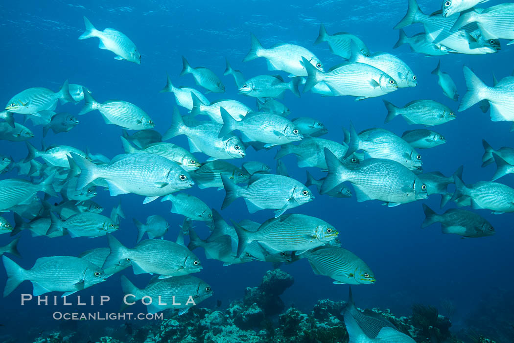 Schooling fish over coral reef, Grand Cayman Island. Cayman Islands, natural history stock photograph, photo id 32061