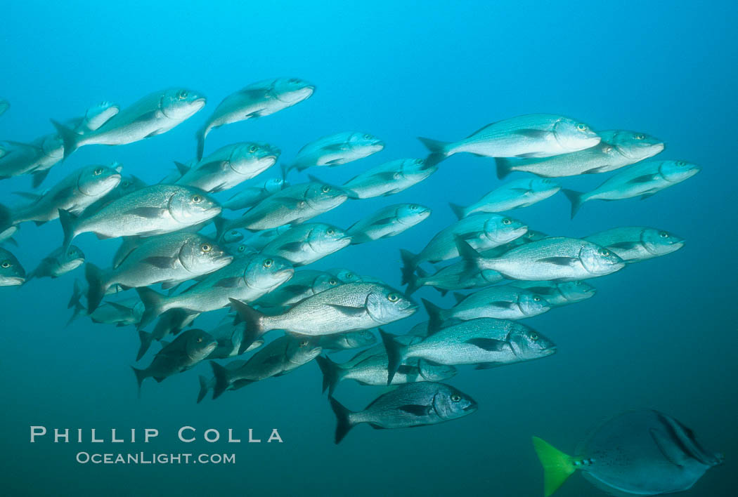 Schooling fish, Albany. James Island, Galapagos Islands, Ecuador, natural history stock photograph, photo id 02032