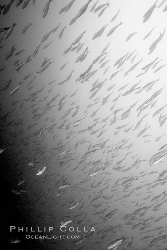 Schooling fish, black and white / grainy. North Seymour Island, Galapagos Islands, Ecuador, natural history stock photograph, photo id 16371