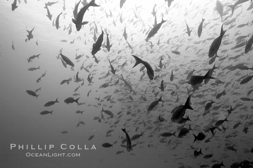 Schooling fish, black and white / grainy. Wolf Island, Galapagos Islands, Ecuador, natural history stock photograph, photo id 16375