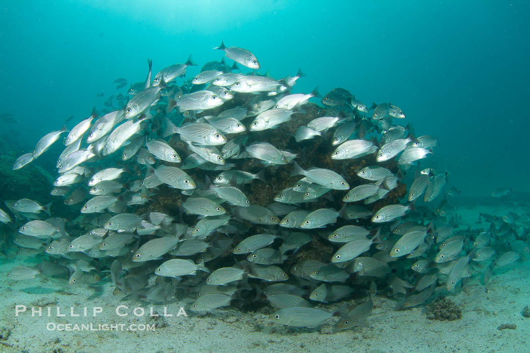 Schooling fish in the Sea of Cortez., natural history stock photograph, photo id 27568