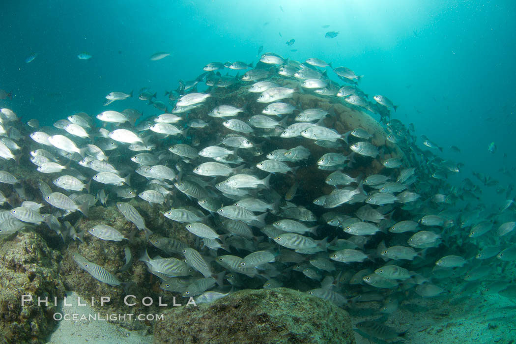 Schooling fish in the Sea of Cortez. Baja California, Mexico, natural history stock photograph, photo id 27567