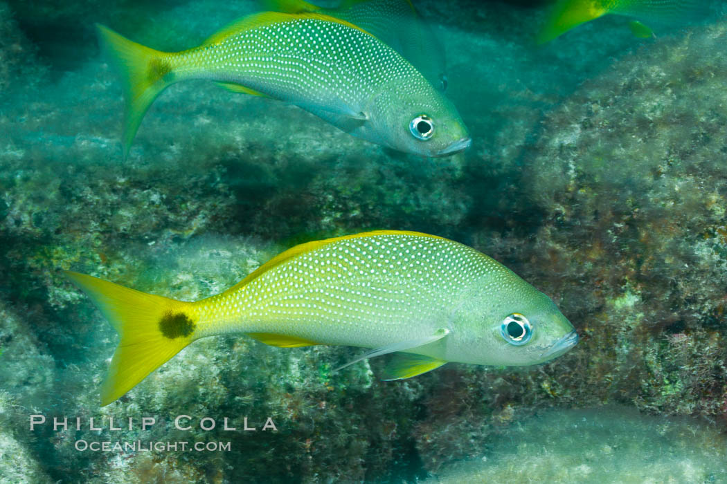 Schooling fish with motion blur, Sea of Cortez, Baja California, Mexico., natural history stock photograph, photo id 27558