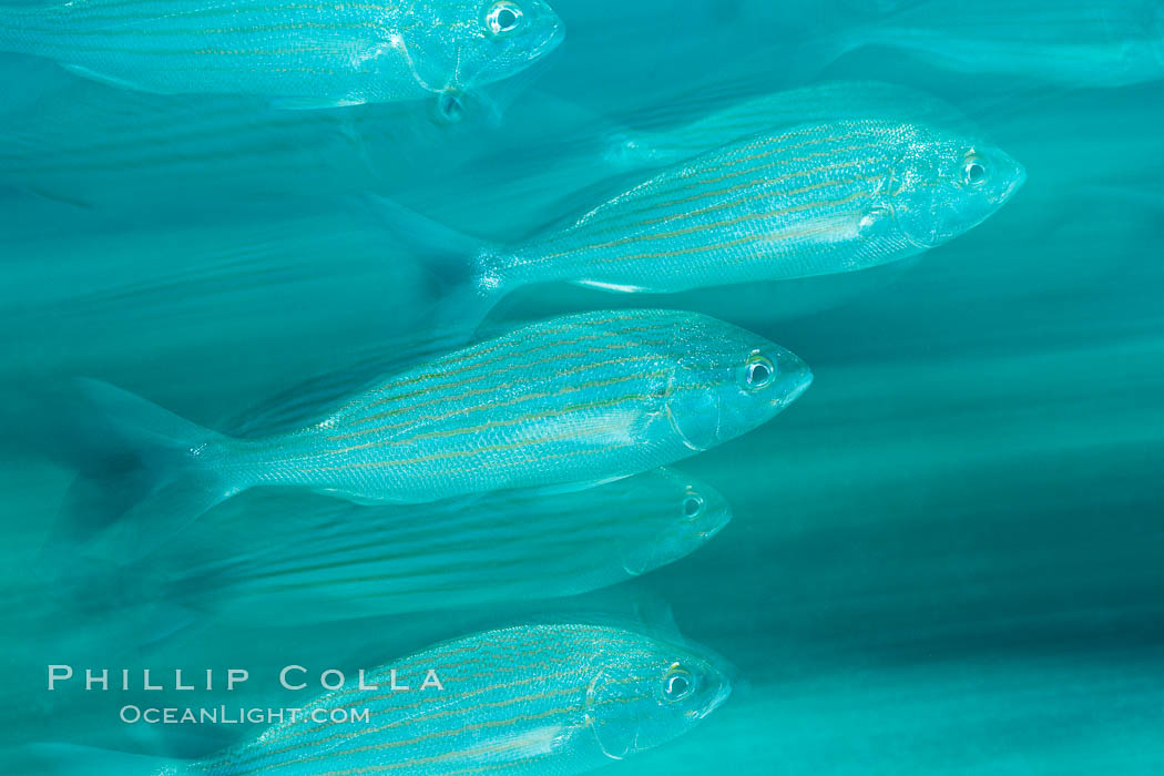 Schooling fish with motion blur, Sea of Cortez, Baja California, Mexico., natural history stock photograph, photo id 27552