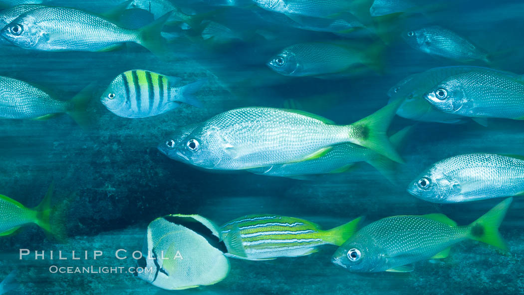 Schooling fish with motion blur, Sea of Cortez, Baja California, Mexico., natural history stock photograph, photo id 27559