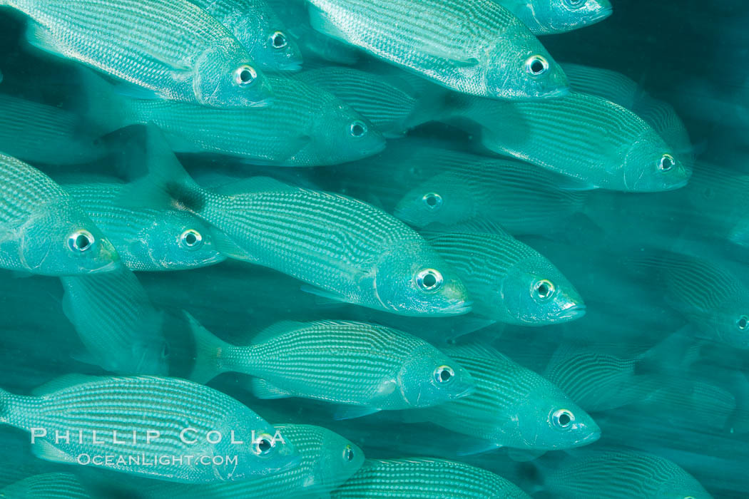 Schooling fish with motion blur, Sea of Cortez, Baja California, Mexico., natural history stock photograph, photo id 27553