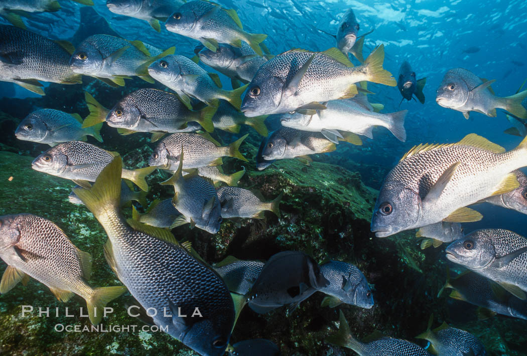 Schooling fishes in the Galapagos Islands. Ecuador, natural history stock photograph, photo id 36350