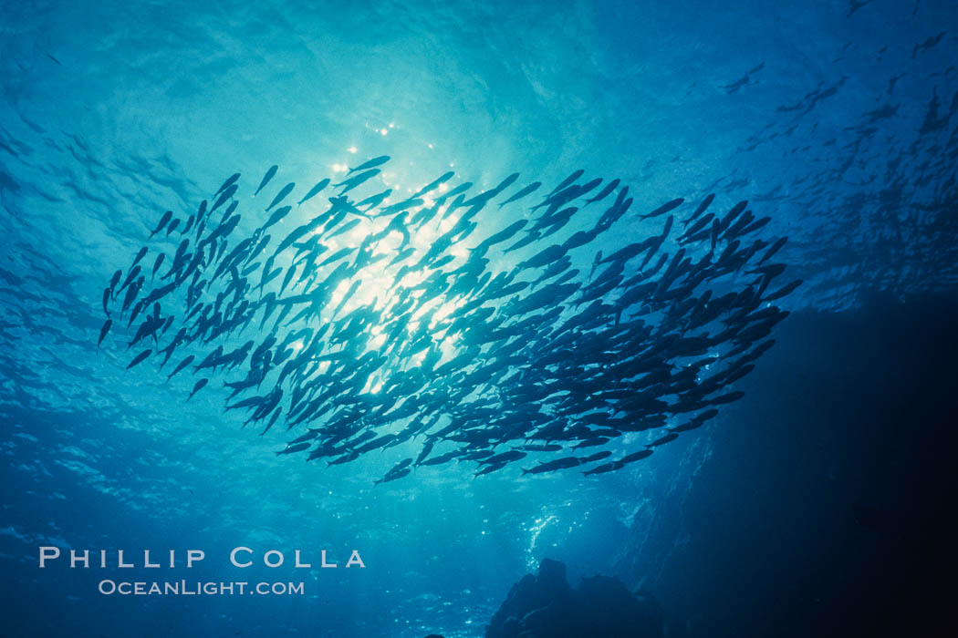 Schooling fishes in the Galapagos Islands. Ecuador, natural history stock photograph, photo id 36349