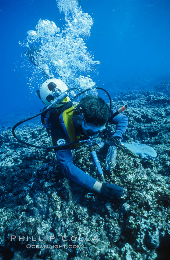 Paul W. Gabrielson, Ph.D, collecting algae and coral samples, Rose Atoll National Wildlife Sanctuary