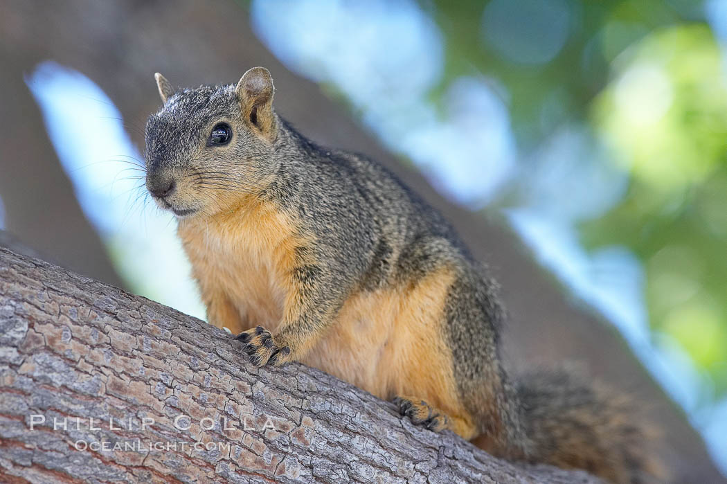 Eastern fox squirrel.  The eastern fox squirrel historically occur in the  eastern and central portions of North America, but have been introduced in the 1900's to urban areas in the western United States.  They are the largest of the North American squirrels, reaching 29 inches in length and up to 3 pounds.  They are generalist feeders with a diet that varies according to their habitat, including nuts, seed, bird eggs and chicks, frogs, flowers and agricultural crops. Los Angeles, California, USA, Sciurus niger, natural history stock photograph, photo id 18966