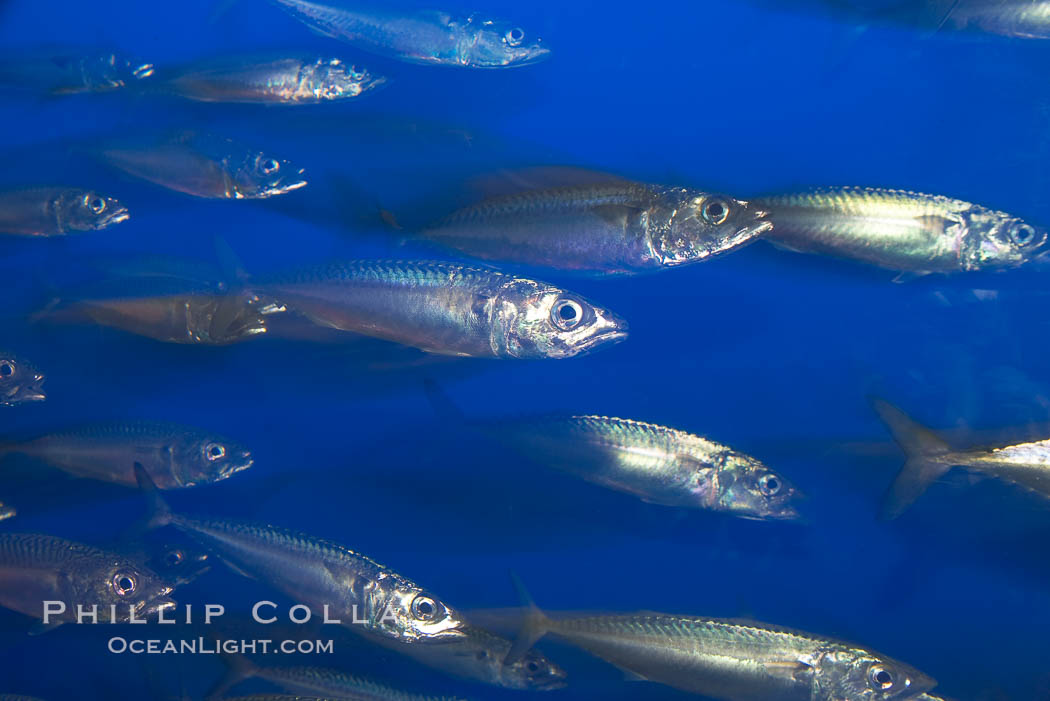 Pacific mackerel.  Long exposure shows motion as blur.  Mackerel are some of the fastest fishes in the ocean, with smooth streamlined torpedo-shaped bodies, they can swim hundreds of miles in a year., Scomber japonicus, natural history stock photograph, photo id 14021