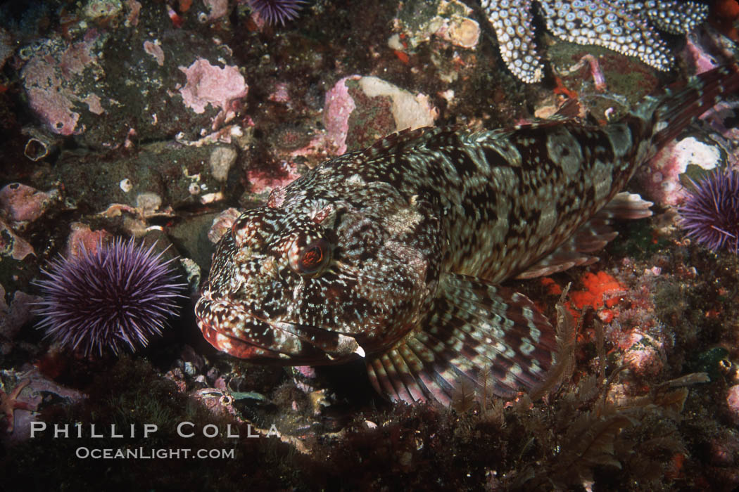 Cabezon. Santa Barbara Island, California, USA, Scorpaenichthys marmoratus, natural history stock photograph, photo id 03444