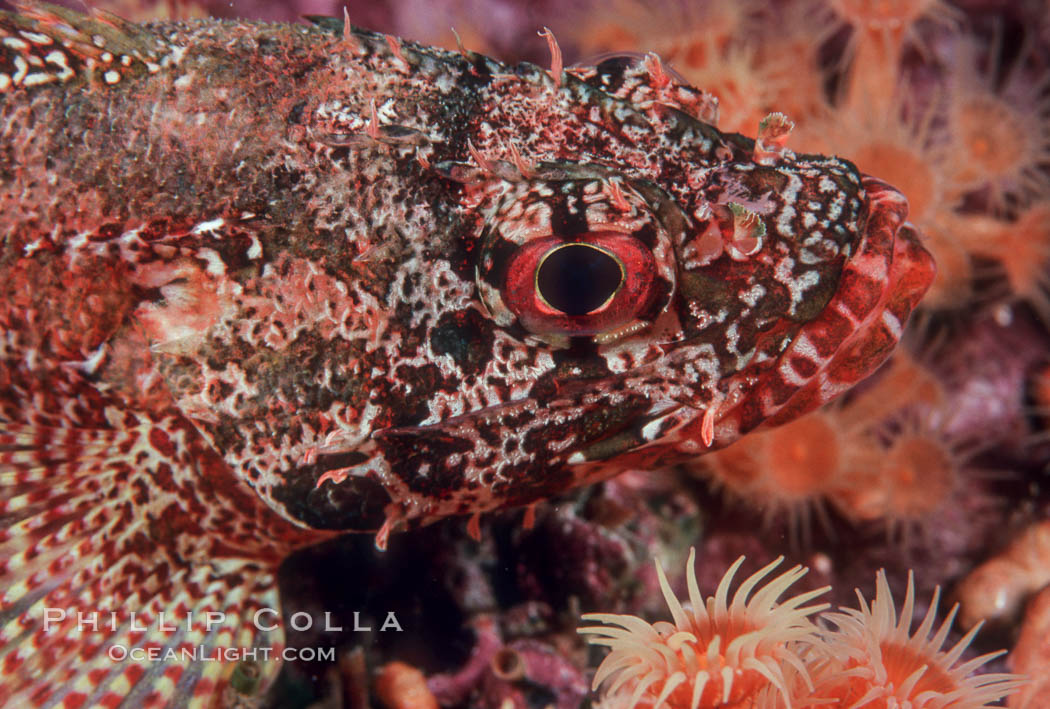 Rainbow scorpionfish, juvenile. Guadalupe Island (Isla Guadalupe), Baja California, Mexico, Scorpaenodes xyris, natural history stock photograph, photo id 04616