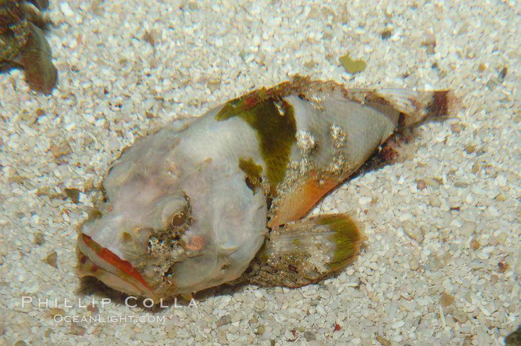 Unidentified scorpionfish., Scorpaenpsis, natural history stock photograph, photo id 08899