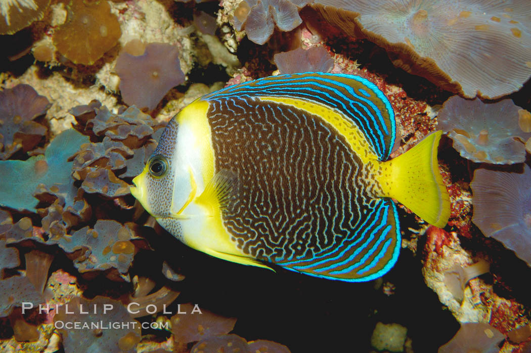 Scribbled angelfish., Chaetodontoplus duboulayi, natural history stock photograph, photo id 08724