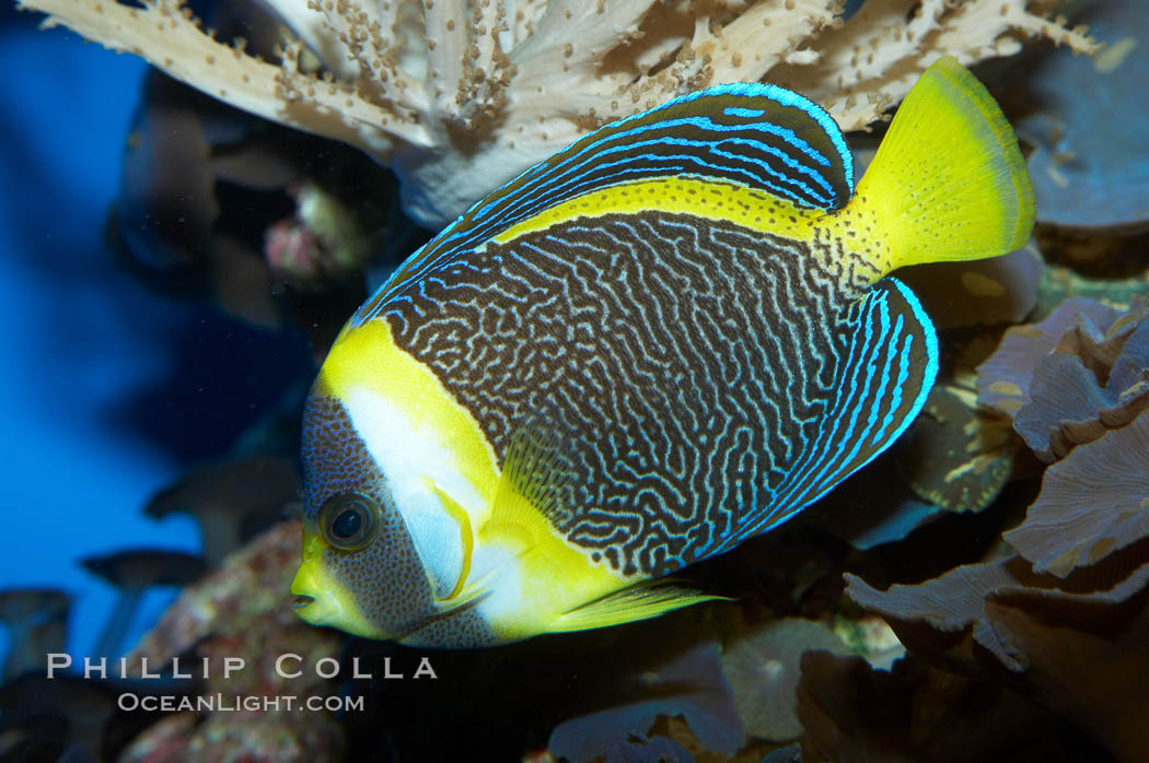 Scribbled angelfish., Chaetodontoplus duboulayi, natural history stock photograph, photo id 11836