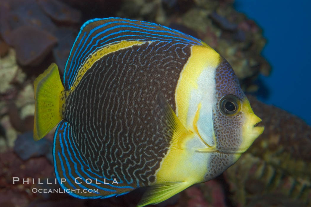 Scribbled angelfish., Chaetodontoplus duboulayi, natural history stock photograph, photo id 07921