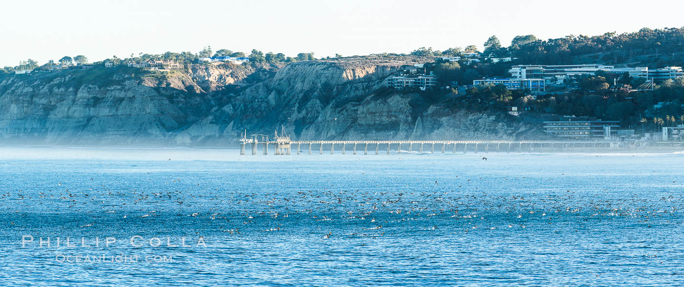Scripps Pier, Scripps Institute of Oceanography Research Pier, viewed from Point La Jolla, surfers and seabirds, Torrey Pines seacliffs. California, USA, natural history stock photograph, photo id 28355
