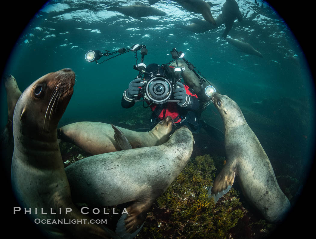SCUBA Diver and Steller Sea Lions Underwater,  underwater photographer, Hornby Island, British Columbia, Canada., Eumetopias jubatus, natural history stock photograph, photo id 36122