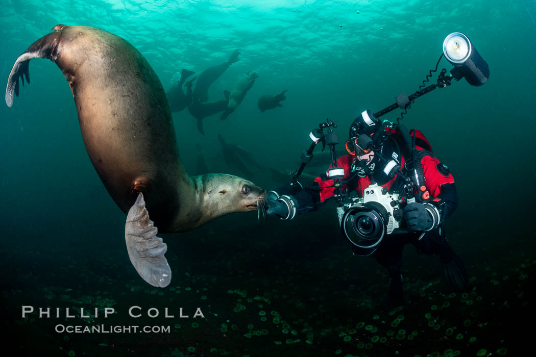SCUBA Diver and Steller Sea Lions Underwater,  underwater photographer, Hornby Island, British Columbia, Canada., Eumetopias jubatus, natural history stock photograph, photo id 36136