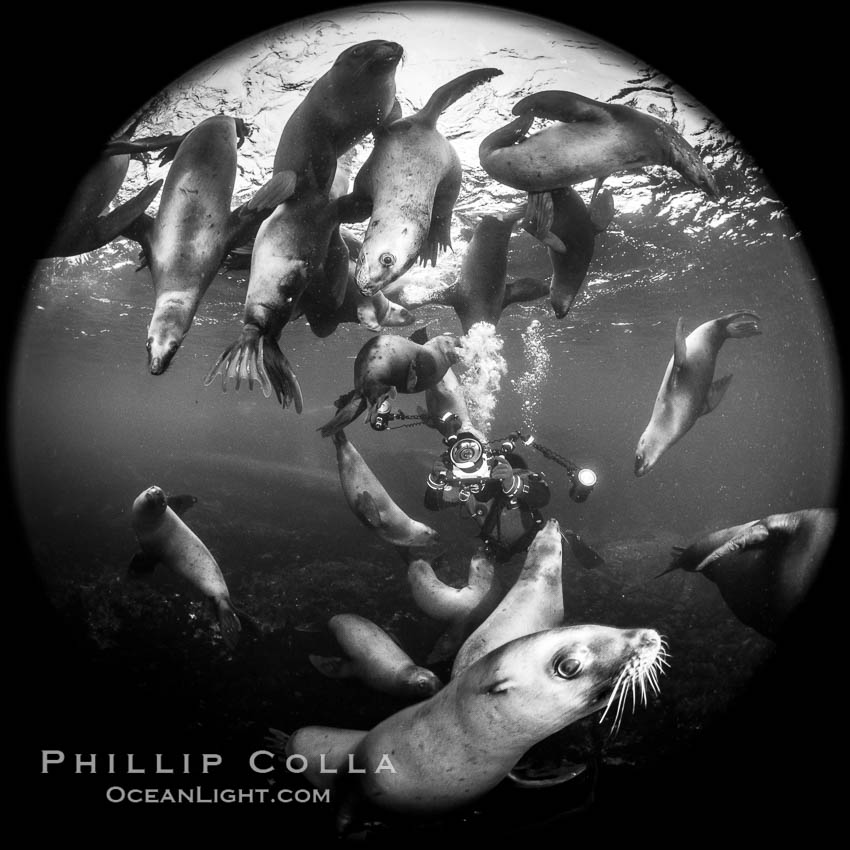 SCUBA Diver and Steller Sea Lions Underwater,  underwater photographer, Hornby Island, British Columbia, Canada., Eumetopias jubatus, natural history stock photograph, photo id 36119