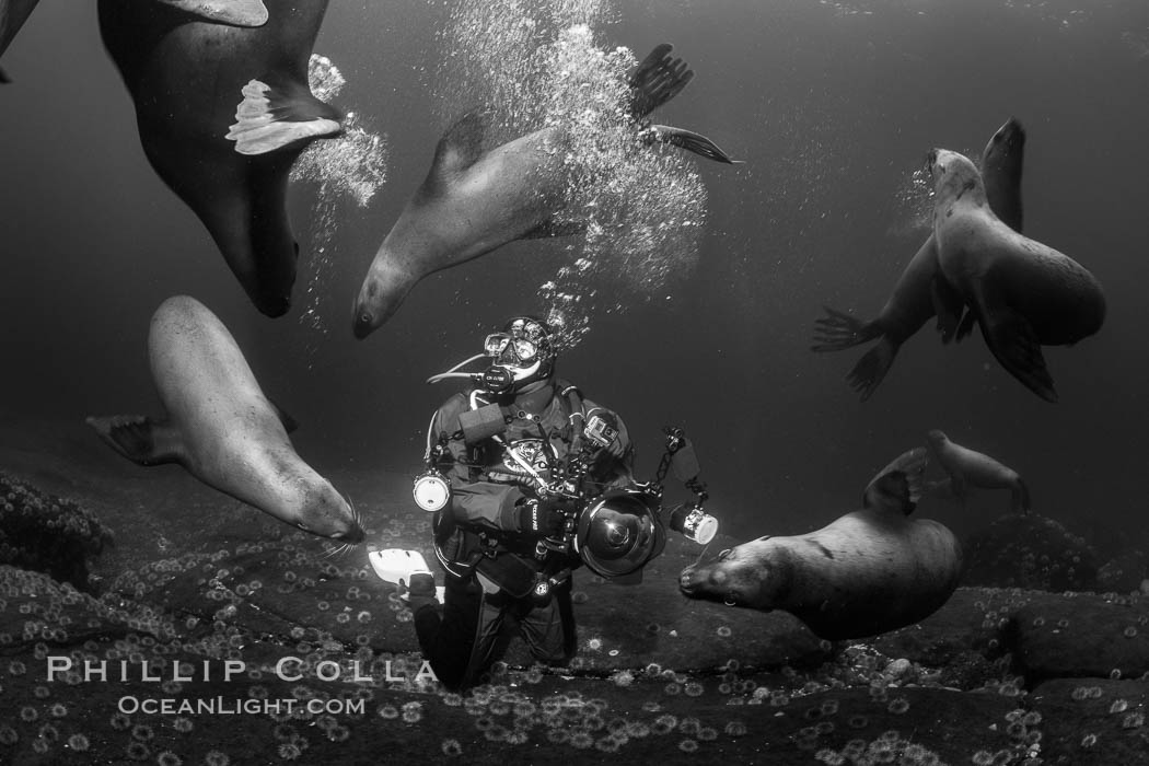 SCUBA Diver and Steller Sea Lions Underwater,  underwater photographer, Hornby Island, British Columbia, Canada. Norris Rocks, Eumetopias jubatus, natural history stock photograph, photo id 36135