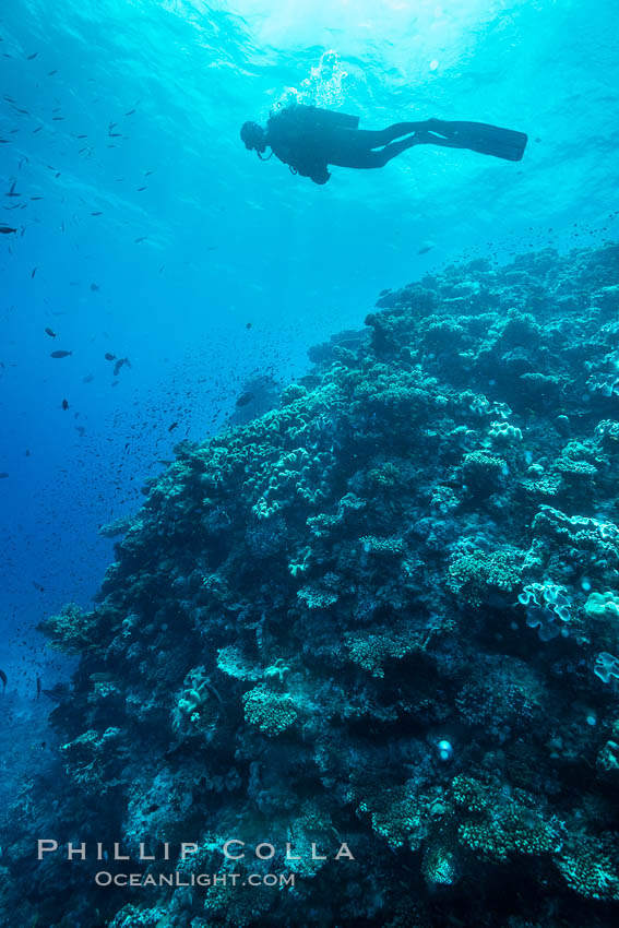 SCUBA diver over pristine South Pacific coral reef, Fiji. Wakaya Island, Lomaiviti Archipelago, natural history stock photograph, photo id 31542