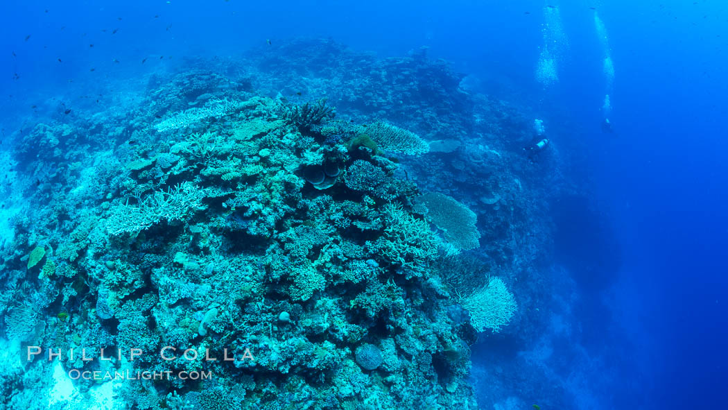 SCUBA diver over pristine South Pacific coral reef, Fiji. Wakaya Island, Lomaiviti Archipelago, natural history stock photograph, photo id 31757