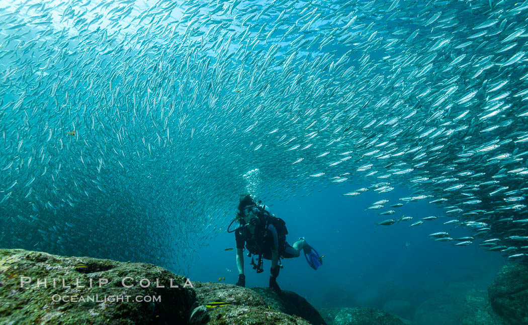SCUBA diver, sardines and scad, Los Islotes, Sea of Cortez, Mexico. Baja California, Zalophus californianus, natural history stock photograph, photo id 31298