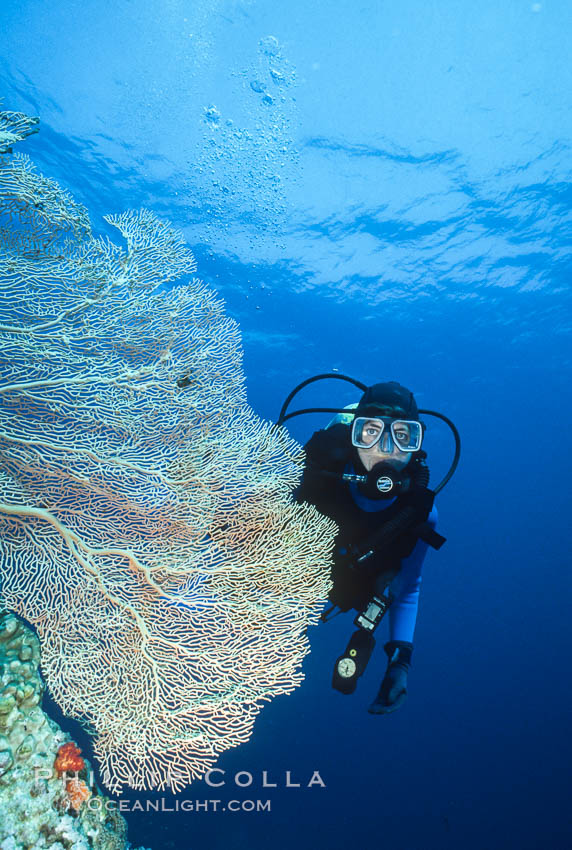 SCUBA Diving in the Red Sea, Egypt. Egyptian Red Sea, natural history stock photograph, photo id 36259
