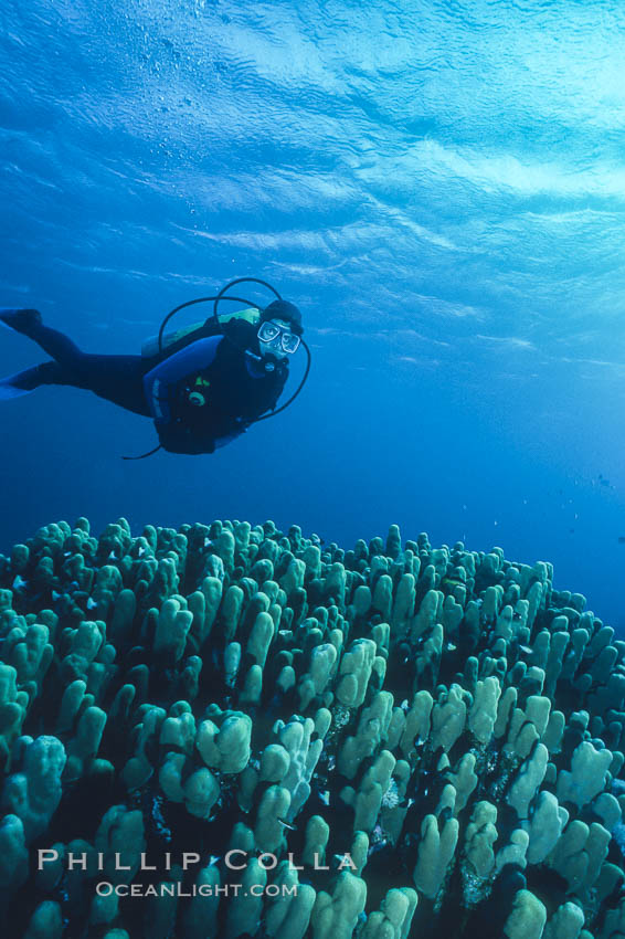 SCUBA Diving in the Red Sea, Egypt. Egyptian Red Sea, natural history stock photograph, photo id 36261