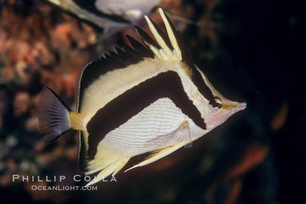 Scythe-mark butterflyfish. Guadalupe Island (Isla Guadalupe), Baja California, Mexico, Prognathodes falcifer, natural history stock photograph, photo id 04614