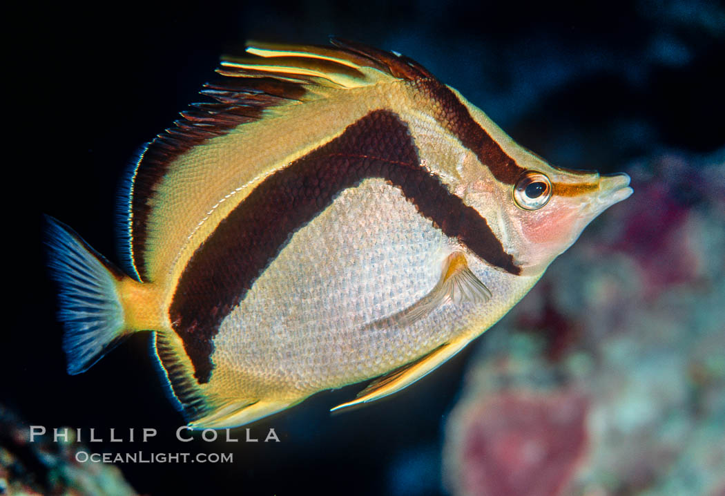 Scythe-marked butterflyfish. Guadalupe Island (Isla Guadalupe), Baja California, Mexico, Prognathodes falcifer, natural history stock photograph, photo id 02396