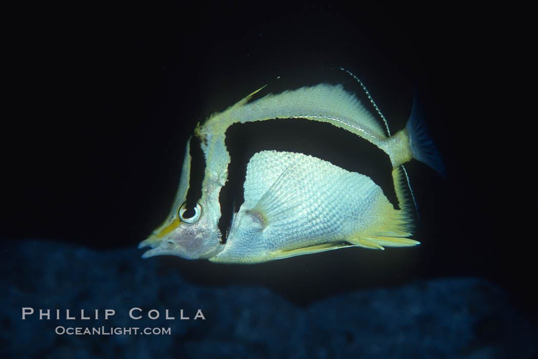 Scythe-mark butterflyfish. Guadalupe Island (Isla Guadalupe), Baja California, Mexico, Prognathodes falcifer, natural history stock photograph, photo id 04620