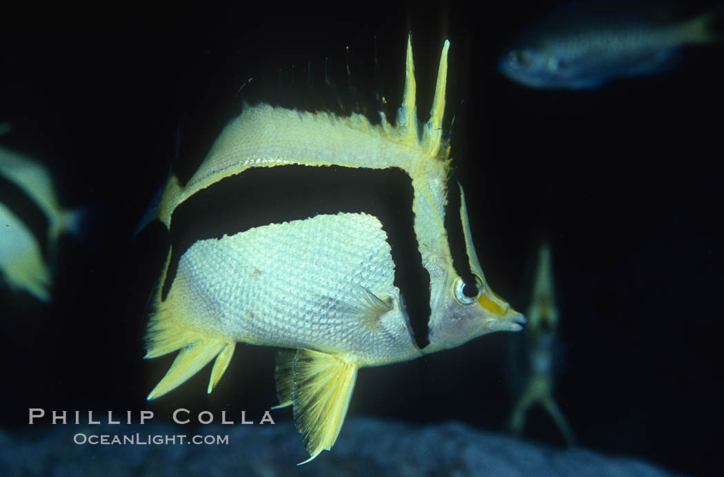 Scythe-mark butterflyfish. Guadalupe Island (Isla Guadalupe), Baja California, Mexico, Prognathodes falcifer, natural history stock photograph, photo id 04611