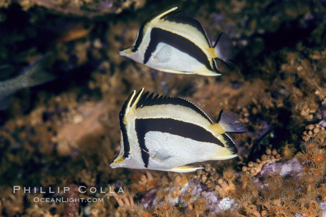 Scythe-mark butterflyfish. Guadalupe Island (Isla Guadalupe), Baja California, Mexico, Prognathodes falcifer, natural history stock photograph, photo id 04615