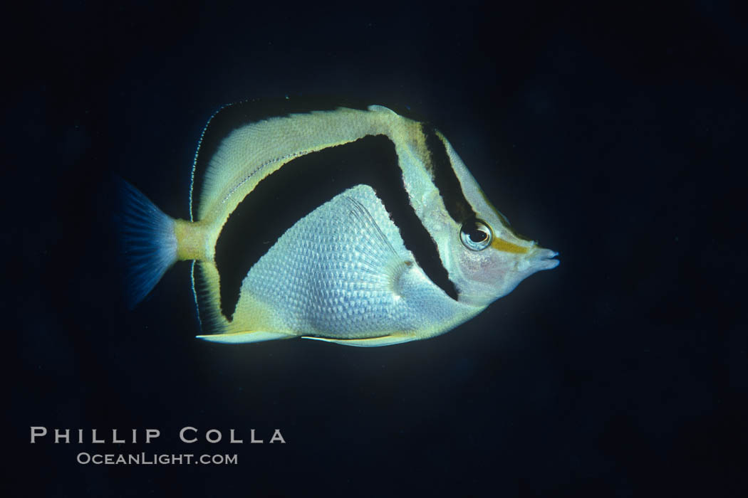 Scythe-mark butterflyfish. Guadalupe Island (Isla Guadalupe), Baja California, Mexico, Prognathodes falcifer, natural history stock photograph, photo id 04613