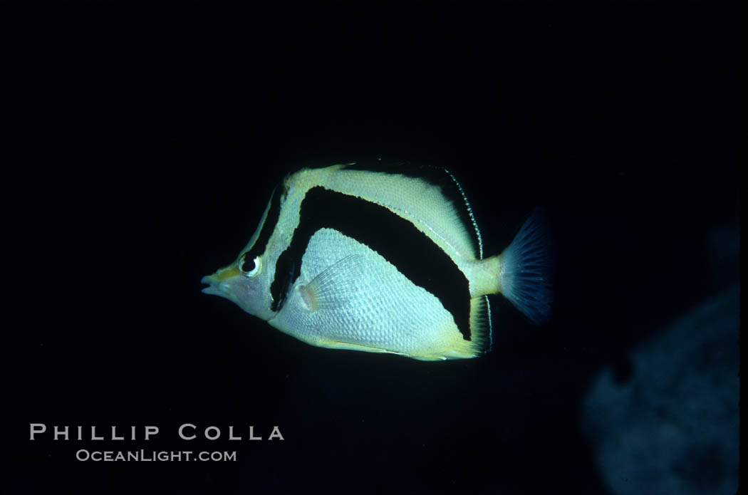 Scythe-mark butterflyfish. Guadalupe Island (Isla Guadalupe), Baja California, Mexico, Prognathodes falcifer, natural history stock photograph, photo id 04621
