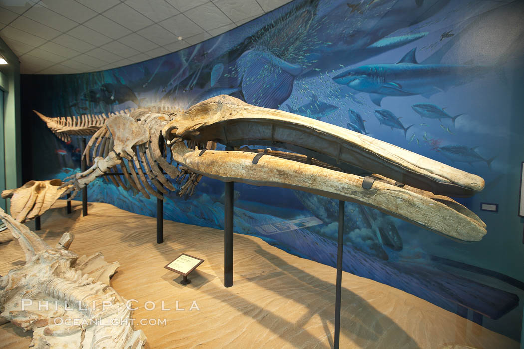 Gray whale skeleton on display at the San Diego Natural History Museum. Balboa Park, California, USA, natural history stock photograph, photo id 22184