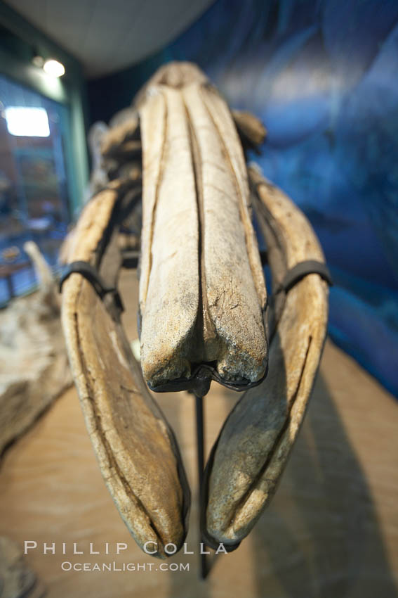 Gray whale skeleton on display at the San Diego Natural History Museum. Balboa Park, California, USA, natural history stock photograph, photo id 22185