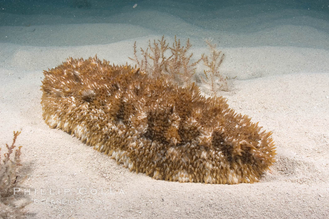 Unidentified sea cucumber on the shallow sand banks of the Northern Bahamas., natural history stock photograph, photo id 10829