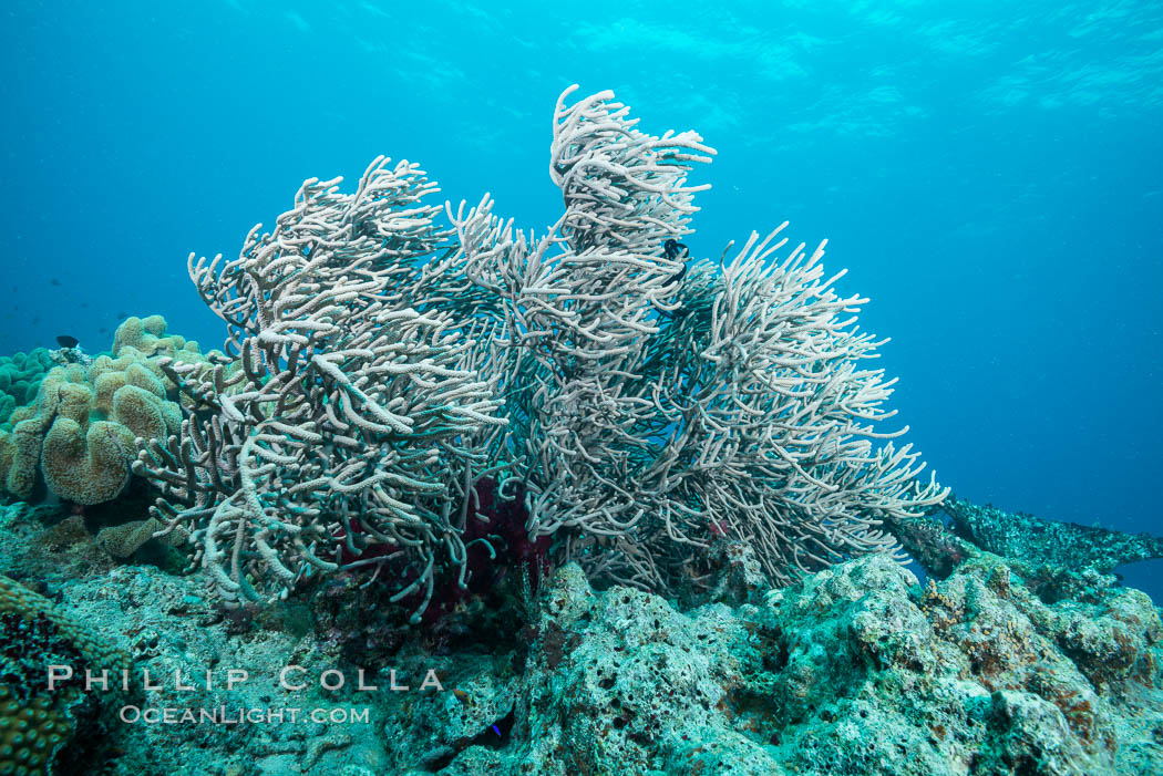 Sea fan captures passing planktonic food in ocean currents, Fiji. Gau Island, Lomaiviti Archipelago, Ellisella, natural history stock photograph, photo id 31527