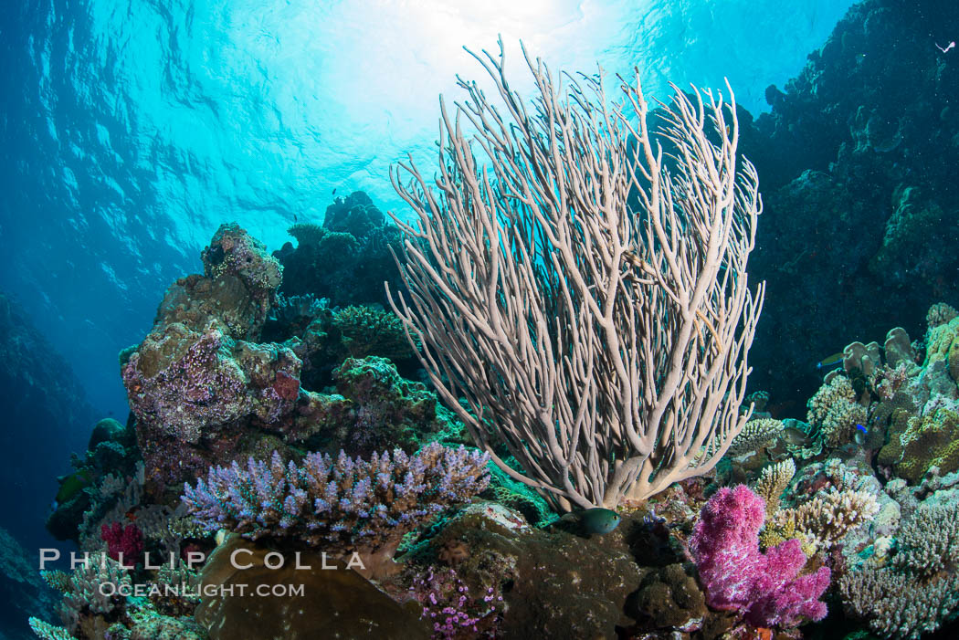 Branching whip coral (Ellisella sp.) captures passing planktonic food in ocean currents, Fiji. Vatu I Ra Passage, Bligh Waters, Viti Levu  Island, Ellisella, natural history stock photograph, photo id 31345
