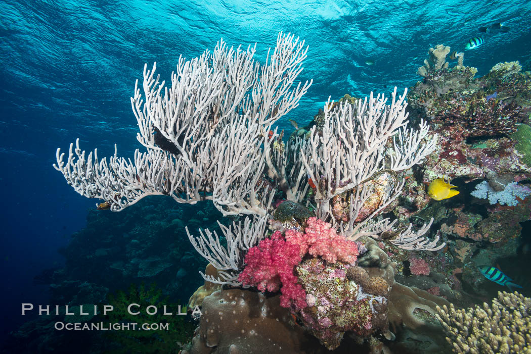 Branching whip coral (Ellisella sp.) captures passing planktonic food in ocean currents, Mount Mutiny, Bligh Waters, Fiji, Ellisella, Vatu I Ra Passage