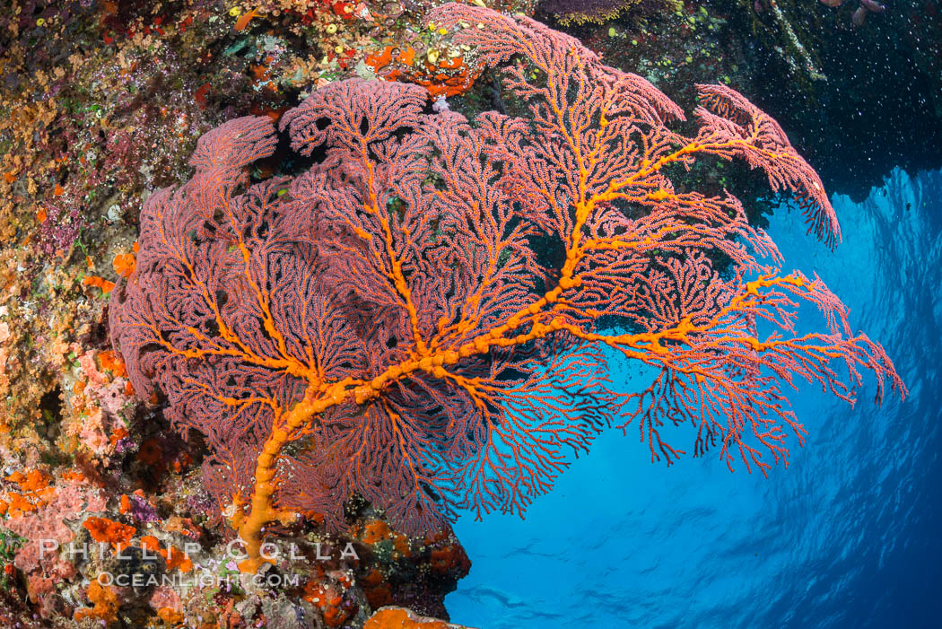 Plexauridae sea fan or gorgonian on coral reef.  This gorgonian is a type of colonial alcyonacea soft coral that filters plankton from passing ocean currents. Vatu I Ra Passage, Bligh Waters, Viti Levu  Island, Fiji, Gorgonacea, Plexauridae, natural history stock photograph, photo id 31462