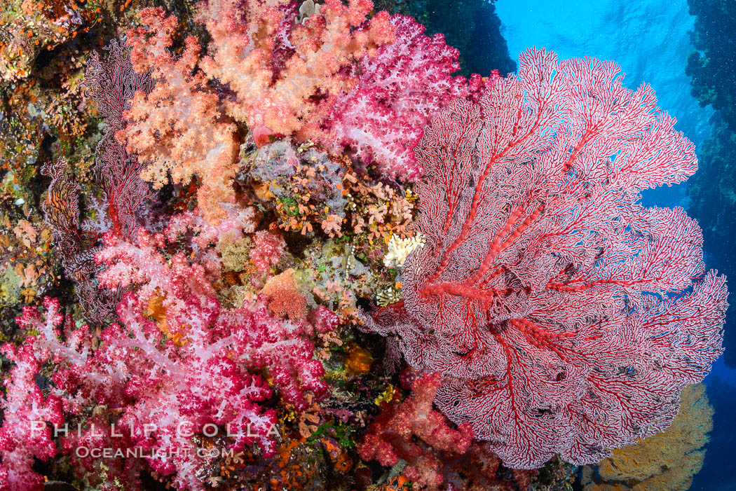 Sea fan or gorgonian on coral reef.  This gorgonian is a type of colonial alcyonacea soft coral that filters plankton from passing ocean currents. Fiji, Dendronephthya, Gorgonacea, Plexauridae, natural history stock photograph, photo id 31606