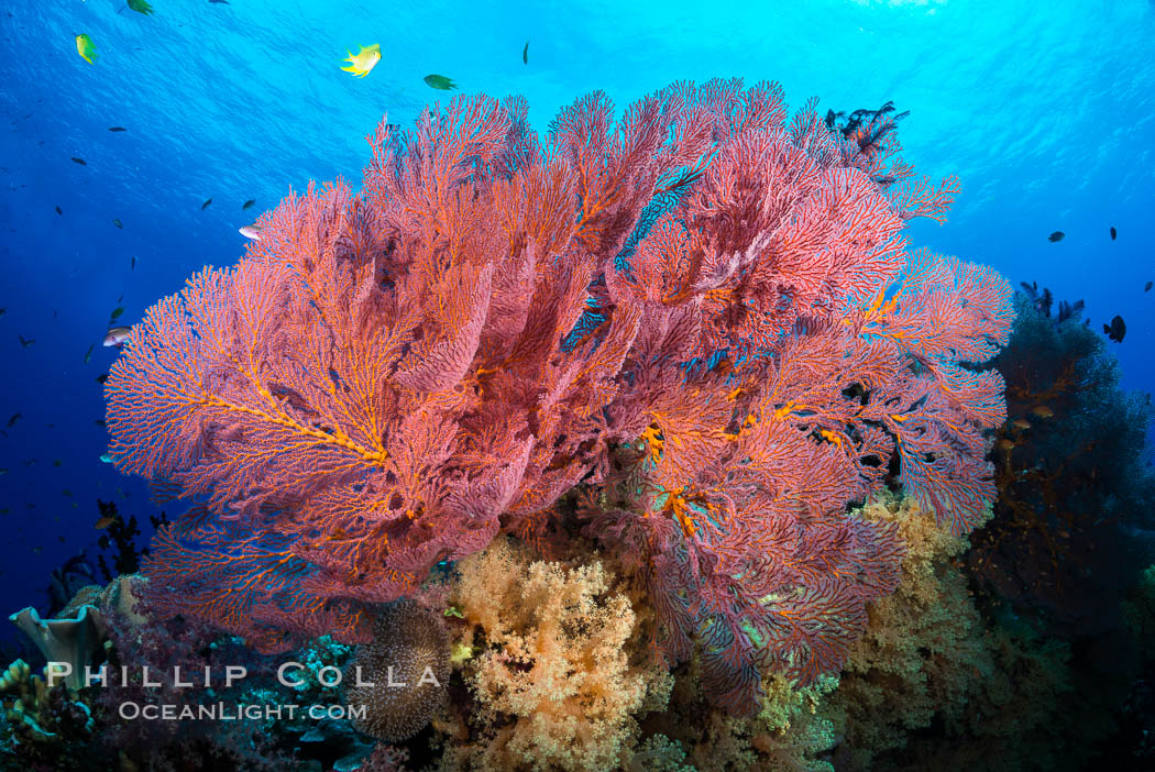 Plexauridae sea fan or gorgonian on coral reef.  This gorgonian is a type of colonial alcyonacea soft coral that filters plankton from passing ocean currents. Vatu I Ra Passage, Bligh Waters, Viti Levu  Island, Fiji, Dendronephthya, Gorgonacea, Plexauridae, natural history stock photograph, photo id 31626